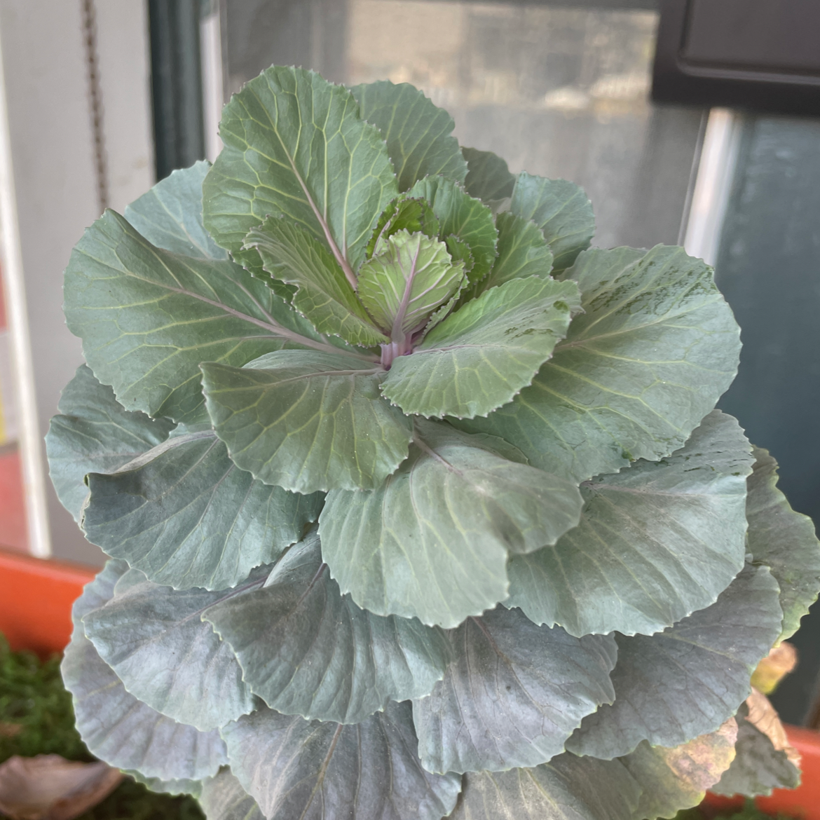 Photo of the plant species Wild Cabbage by @Cobiux named Dolores on Greg, the plant care app