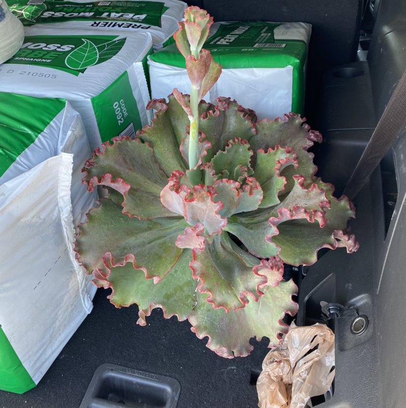 Echeveria Gibbiflora plant photo by @Bananaplant named Miss thickums on Greg, the plant care app.