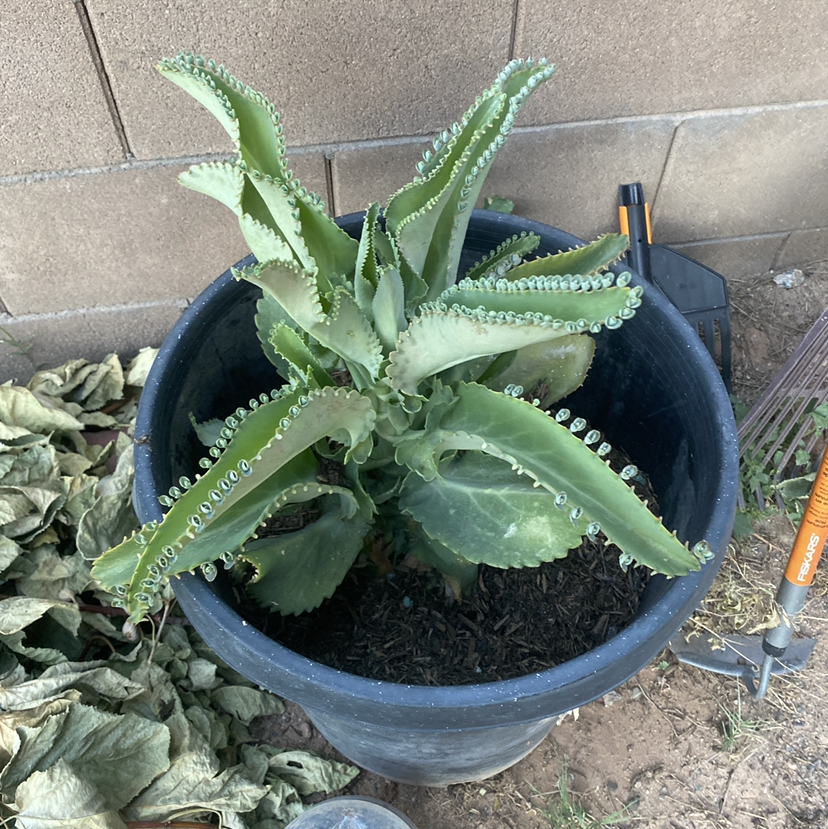 Mother of Thousands plant photo by @Bananaplant named Big Mama on Greg, the plant care app.