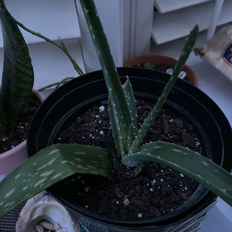 Aloe vera plant photo by Jasmine named Kobe on Greg, the plant care app.