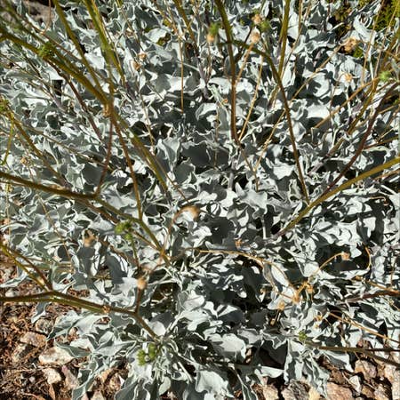 Photo of the plant species Brittlebush by Michelle named Your plant on Greg, the plant care app