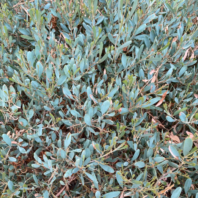 Photo of the plant species Bank Catclaw by Michelle named Your plant on Greg, the plant care app