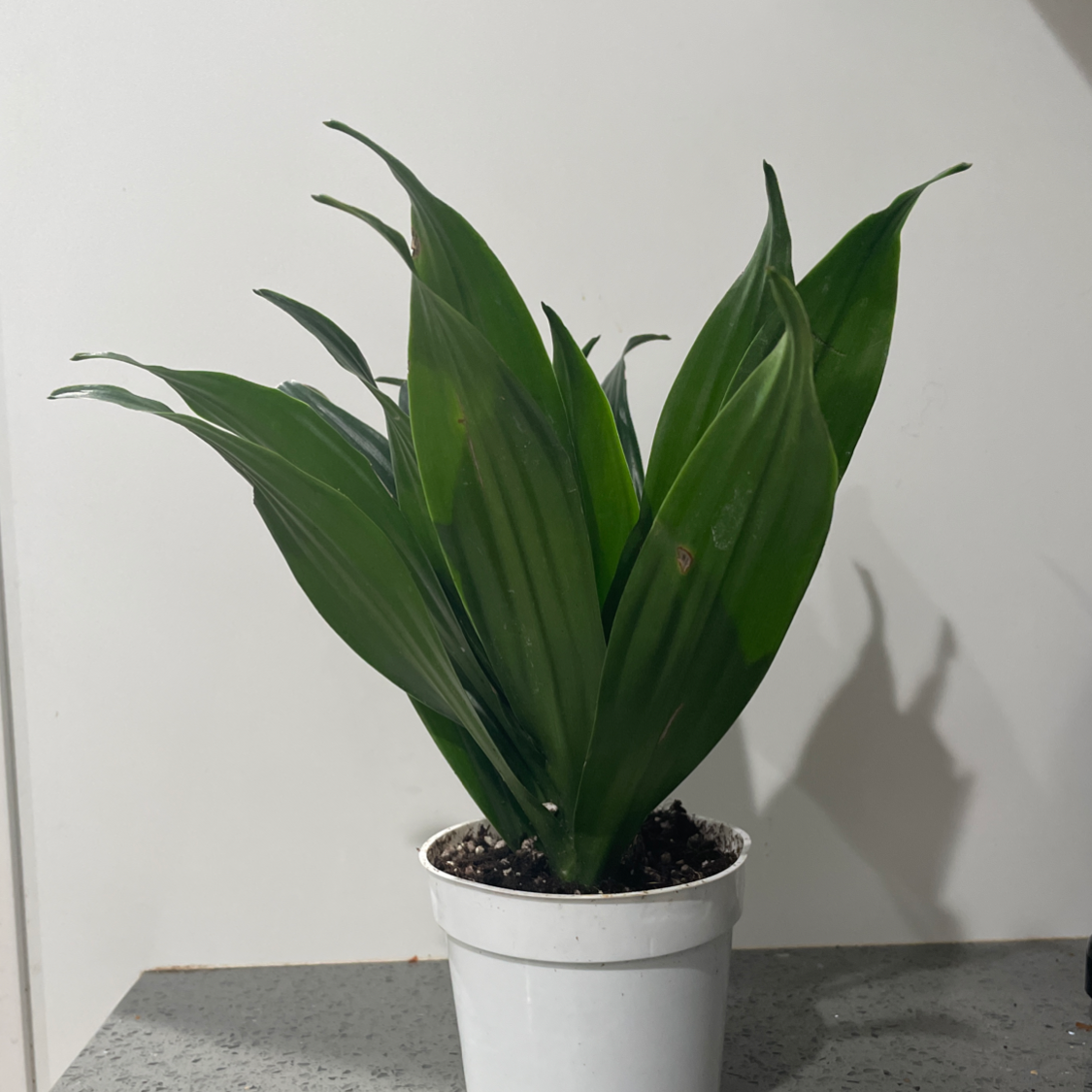 Dracaena 'Janet Craig Compacta' plant in a white pot with healthy green leaves.