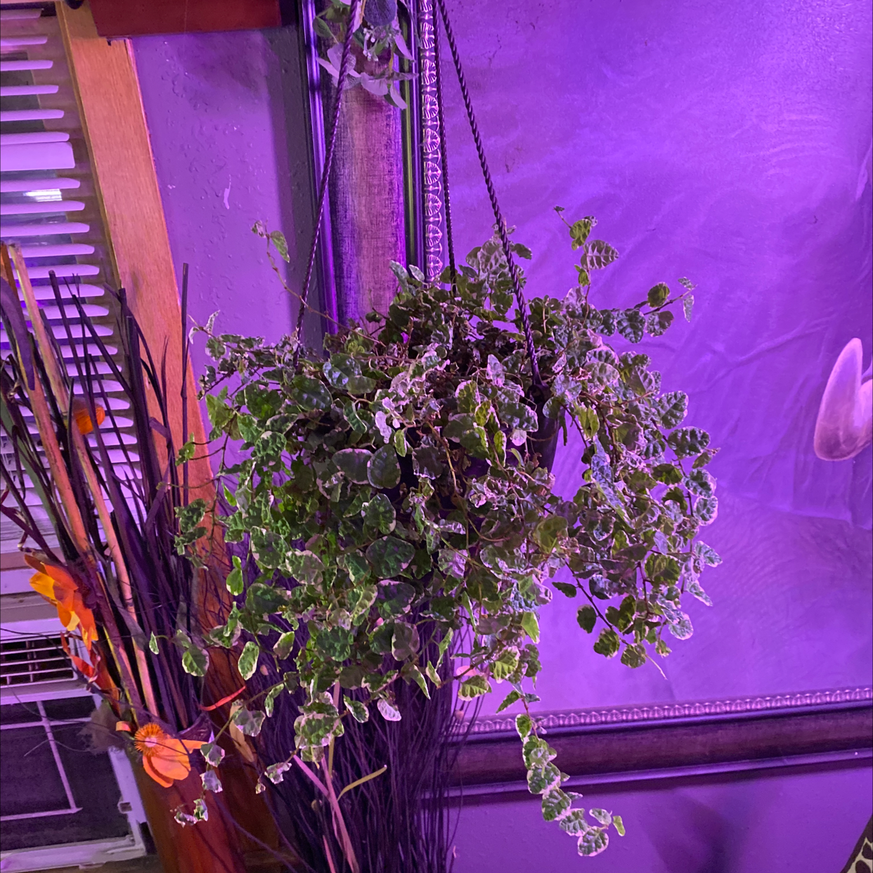 Hanging White-Edged Swedish Ivy under artificial lighting with some leaf discoloration.