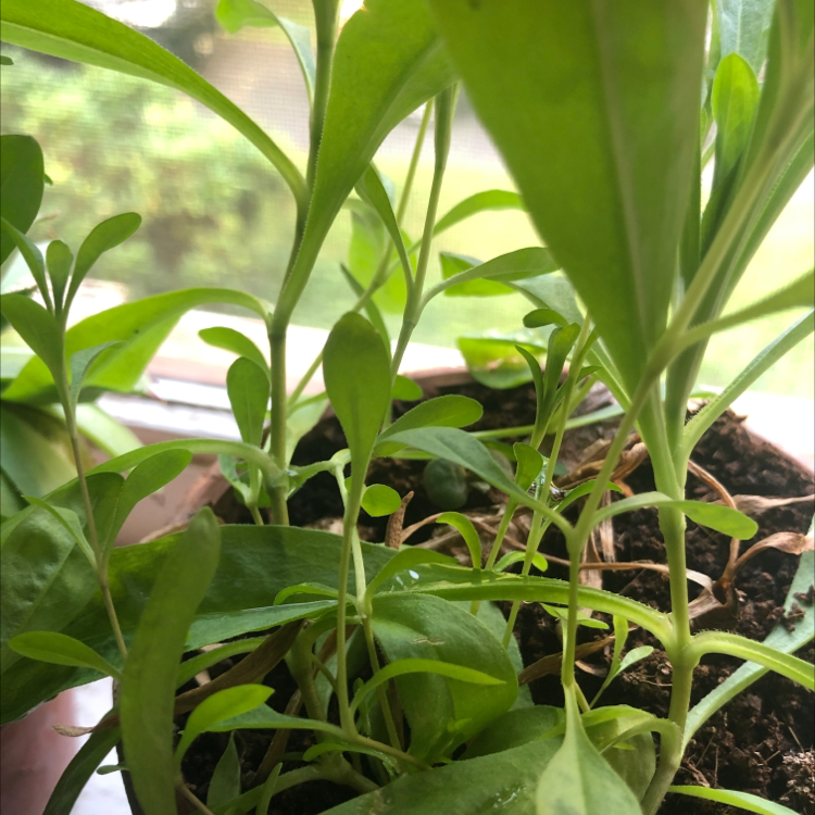 Several healthy sweet alyssum plants with bright green leaves growing densely together in a small pot with moist soil.