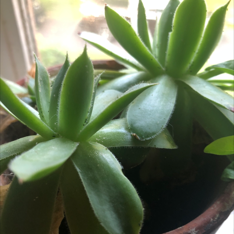 Hens and Chicks plant photo by @mias1fairy named Succu on Greg, the plant care app.