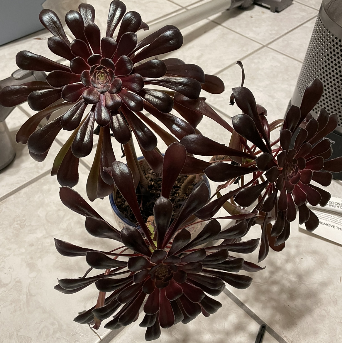 Aeonium arboreum 'Zwartkop' with dark rosettes on a tiled floor.