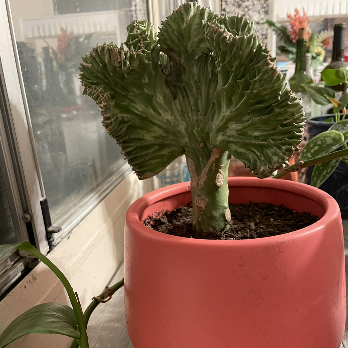 Candelabra Cactus in a pink pot near a window, with visible soil and no signs of disease.