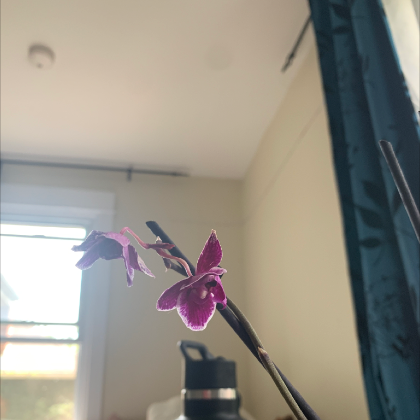 Flowering Calypso Orchid with pinkish-purple blooms in an indoor setting.