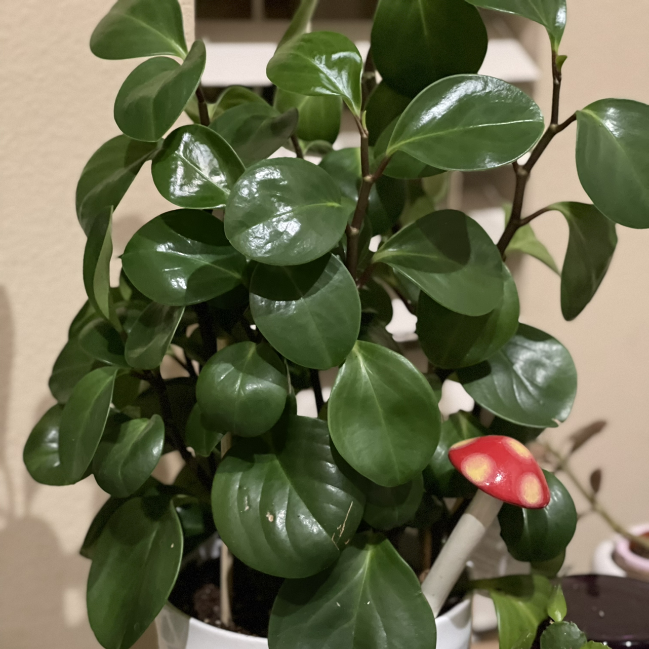 Baby Rubber Plant plant photo by @Esme named Tree Diddy on Greg, the plant care app.