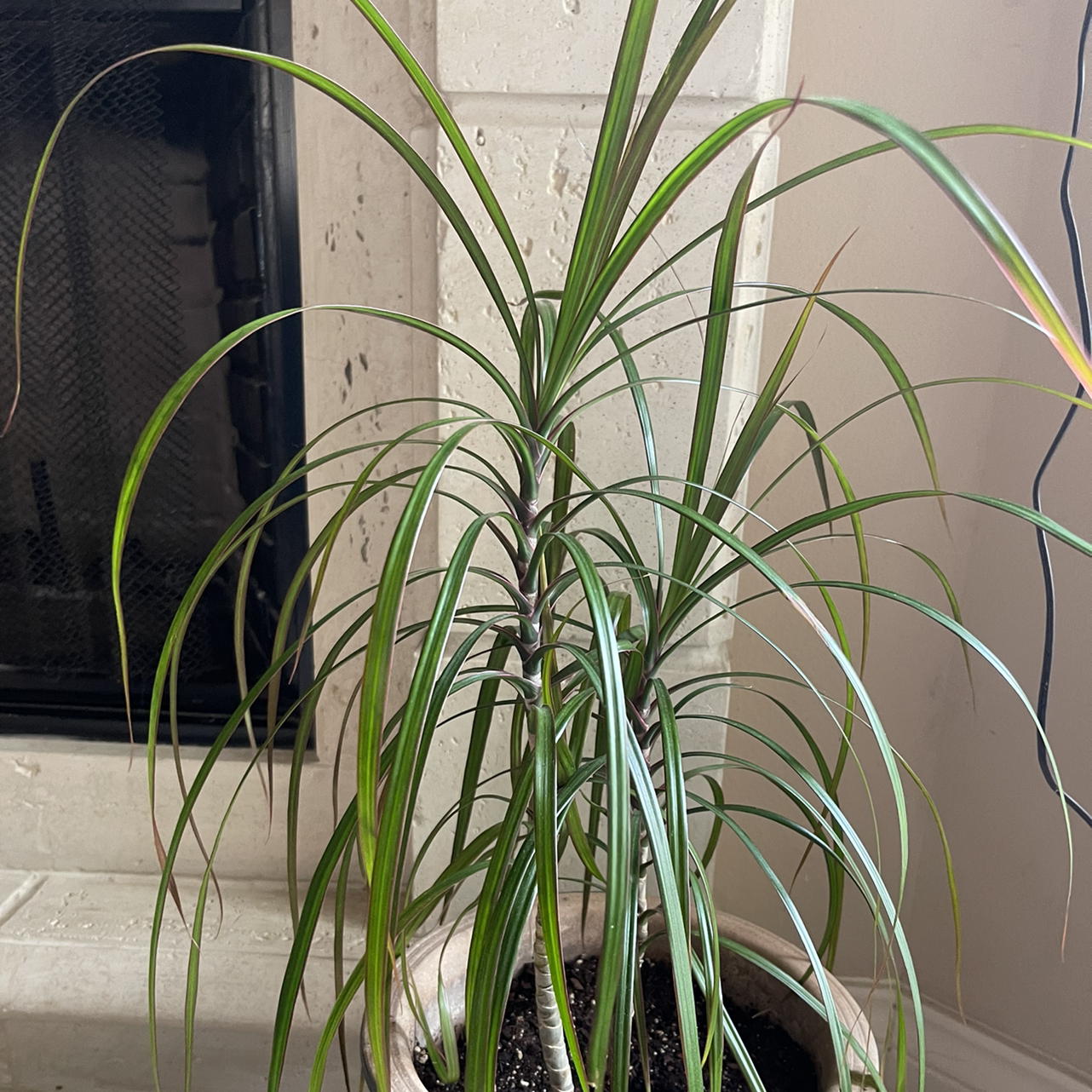 Dragon Tree plant photo by @Esme named Maya on Greg, the plant care app.