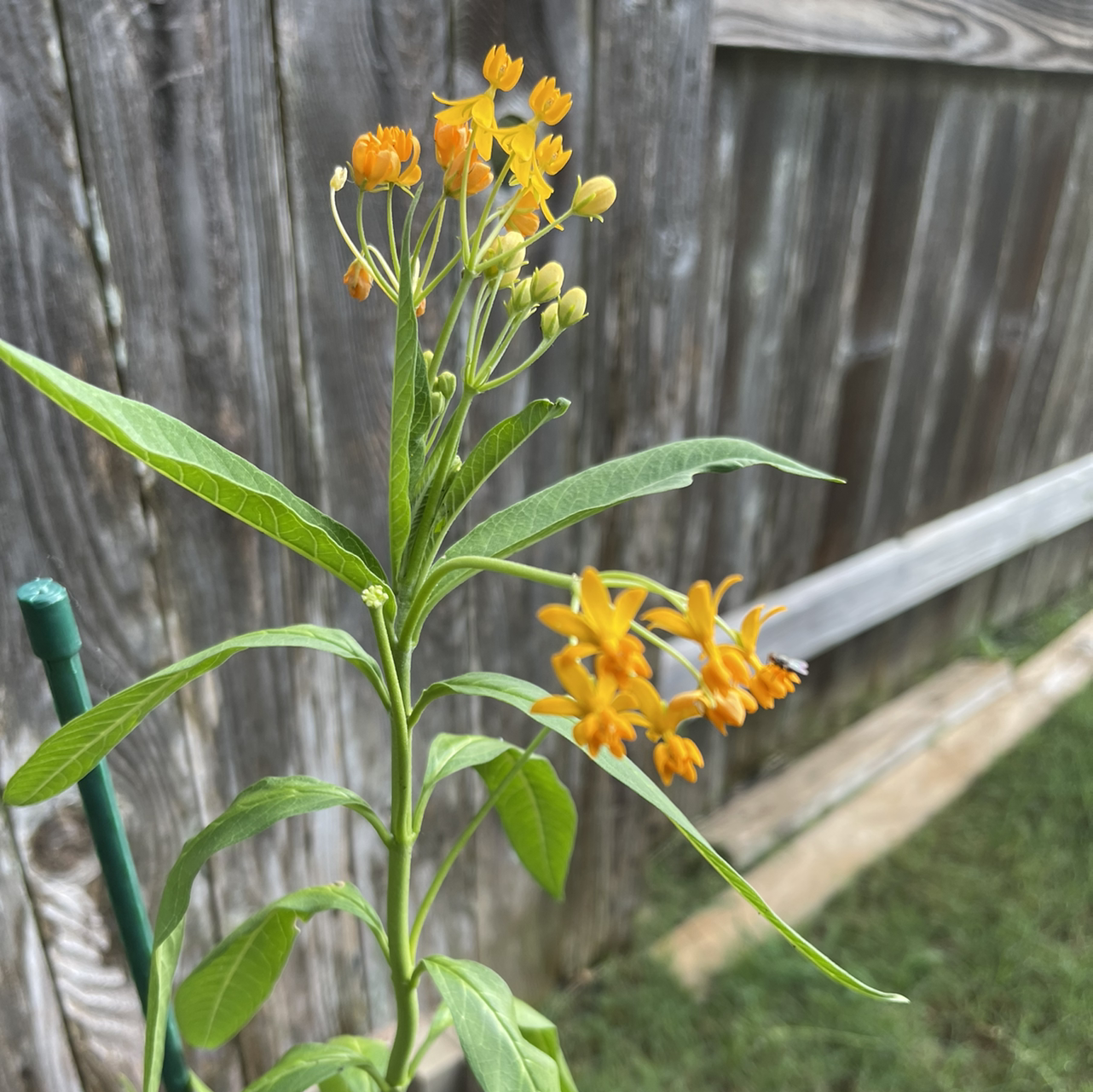 Tropical Milkweed plant with vibrant orange flowers against a wooden fence.