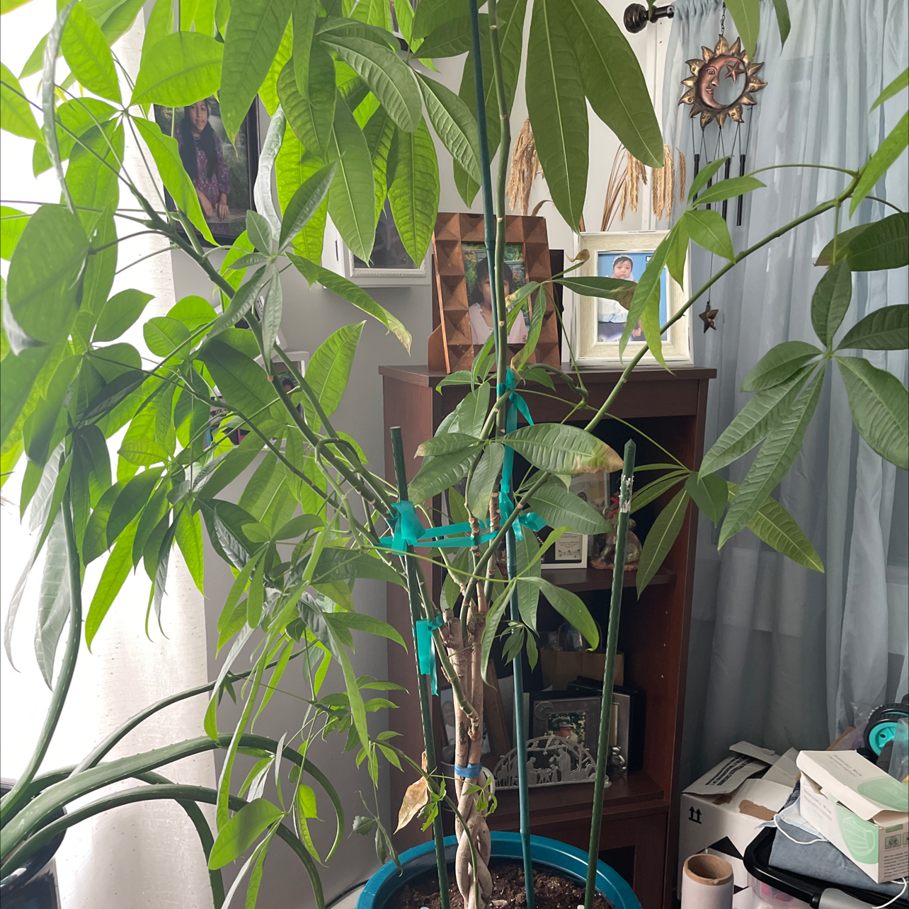 Money Tree plant photo by Laura named blessing on Greg, the plant care app.