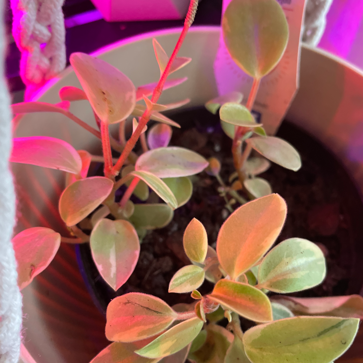 Teardrop Peperomia plant in a pot with visible soil and healthy green leaves.