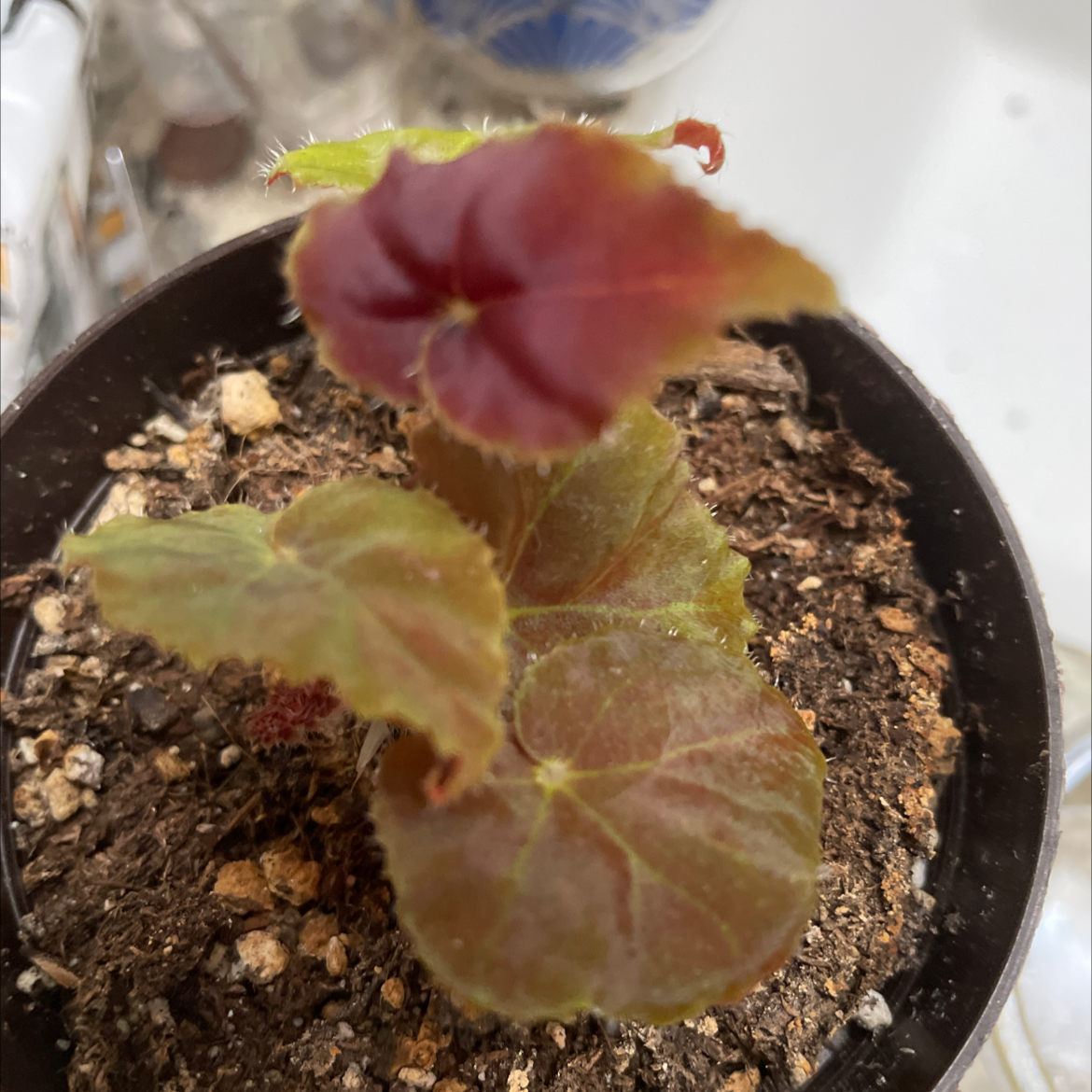 Rex Begonia Vine plant in a pot with visible soil and reddish leaves.