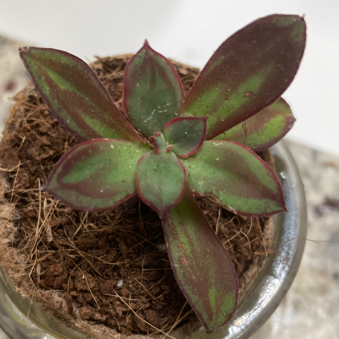 Painted Echeveria plant in a small pot with green leaves and red edges.