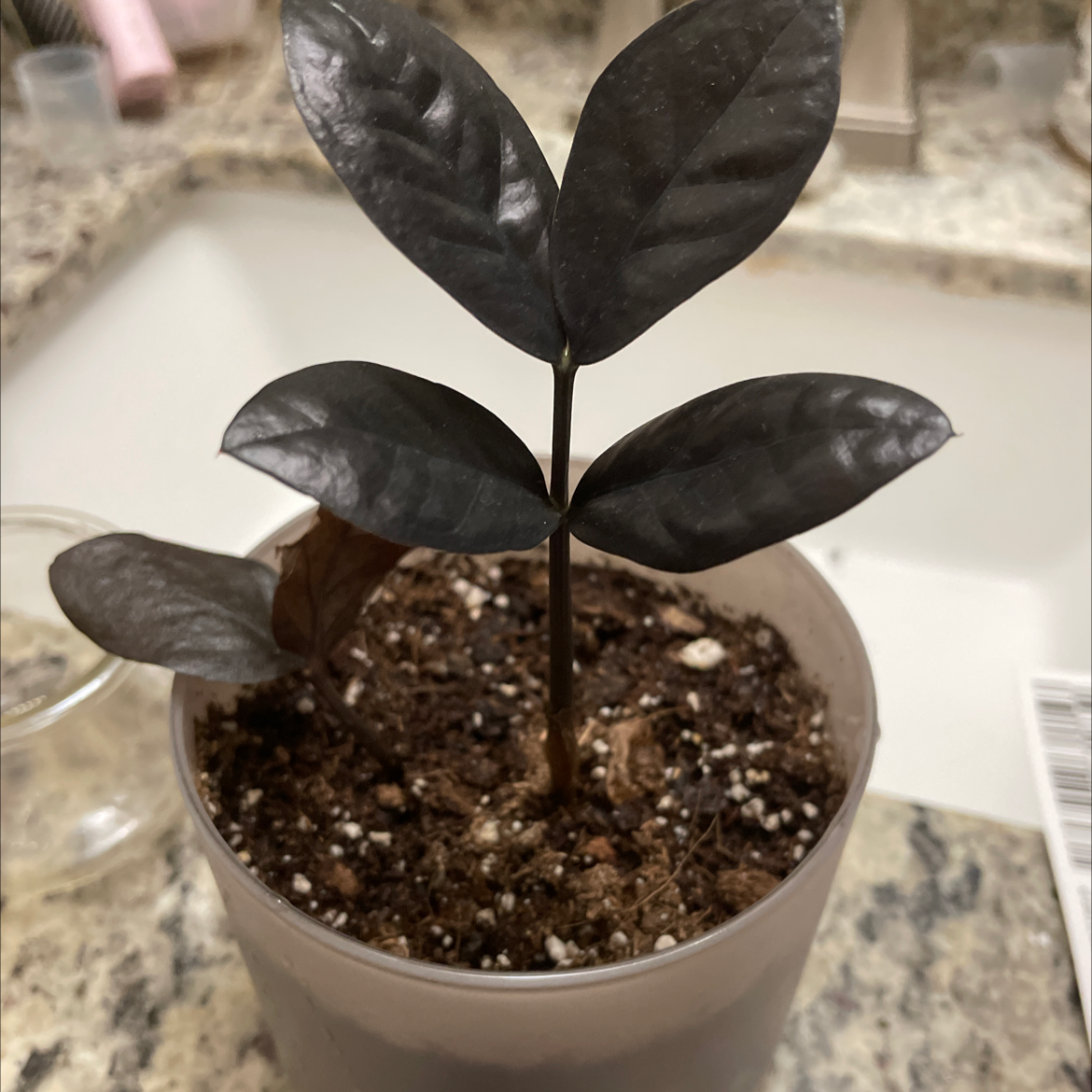 🌞 Is My Raven ZZ Plant Getting Too Much Direct Sunlight?