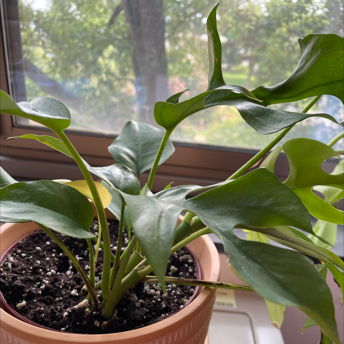 Monstera plant photo by @kbbongiovanni named keeley on Greg, the plant care app.
