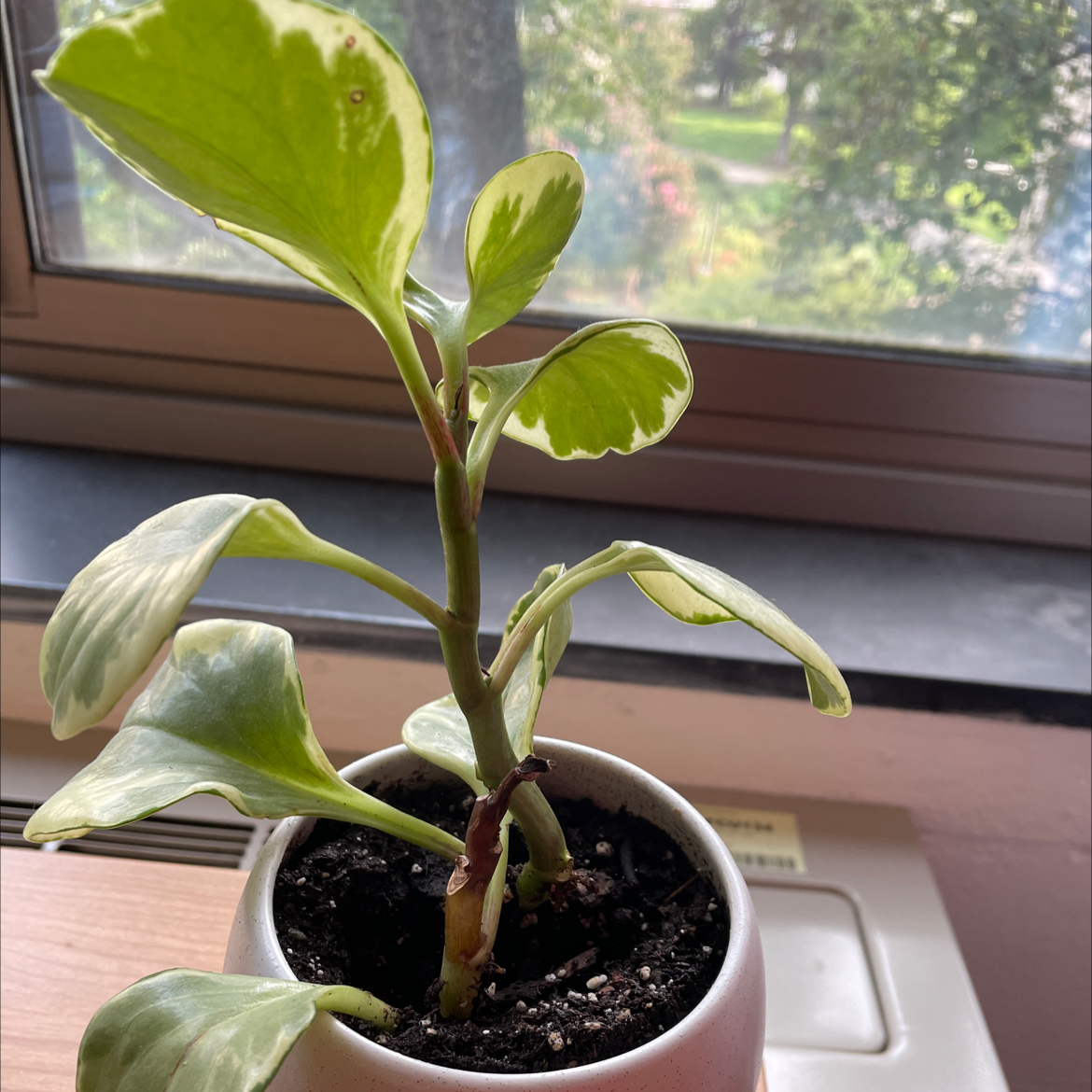 Baby Rubber Plant plant photo by @kbbongiovanni named ted on Greg, the plant care app.