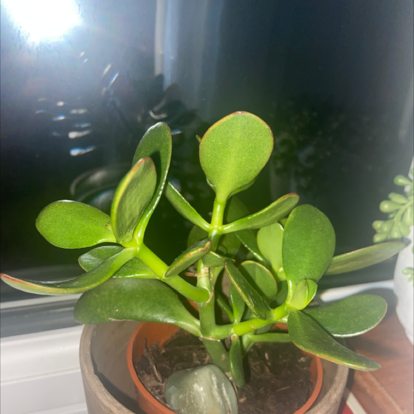 Lucky Plant plant photo by @amykx named Athena on Greg, the plant care app.