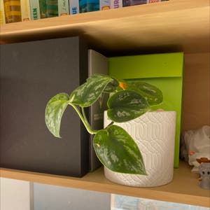 Satin Pothos plant photo by Buffalo named Sprout on Greg, the plant care app.