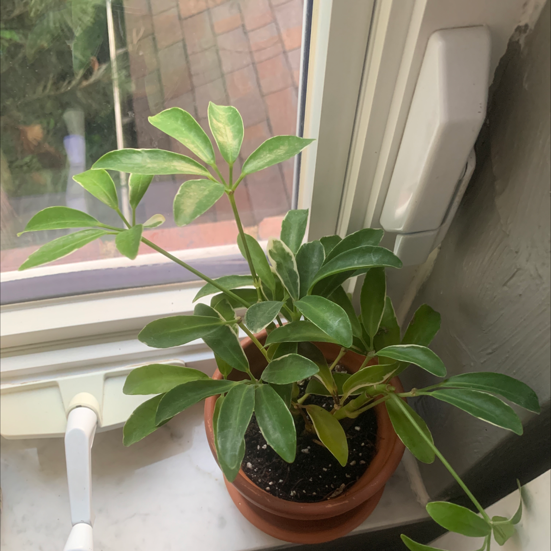Dwarf Umbrella Tree plant photo by Marena named Moona on Greg, the plant care app.