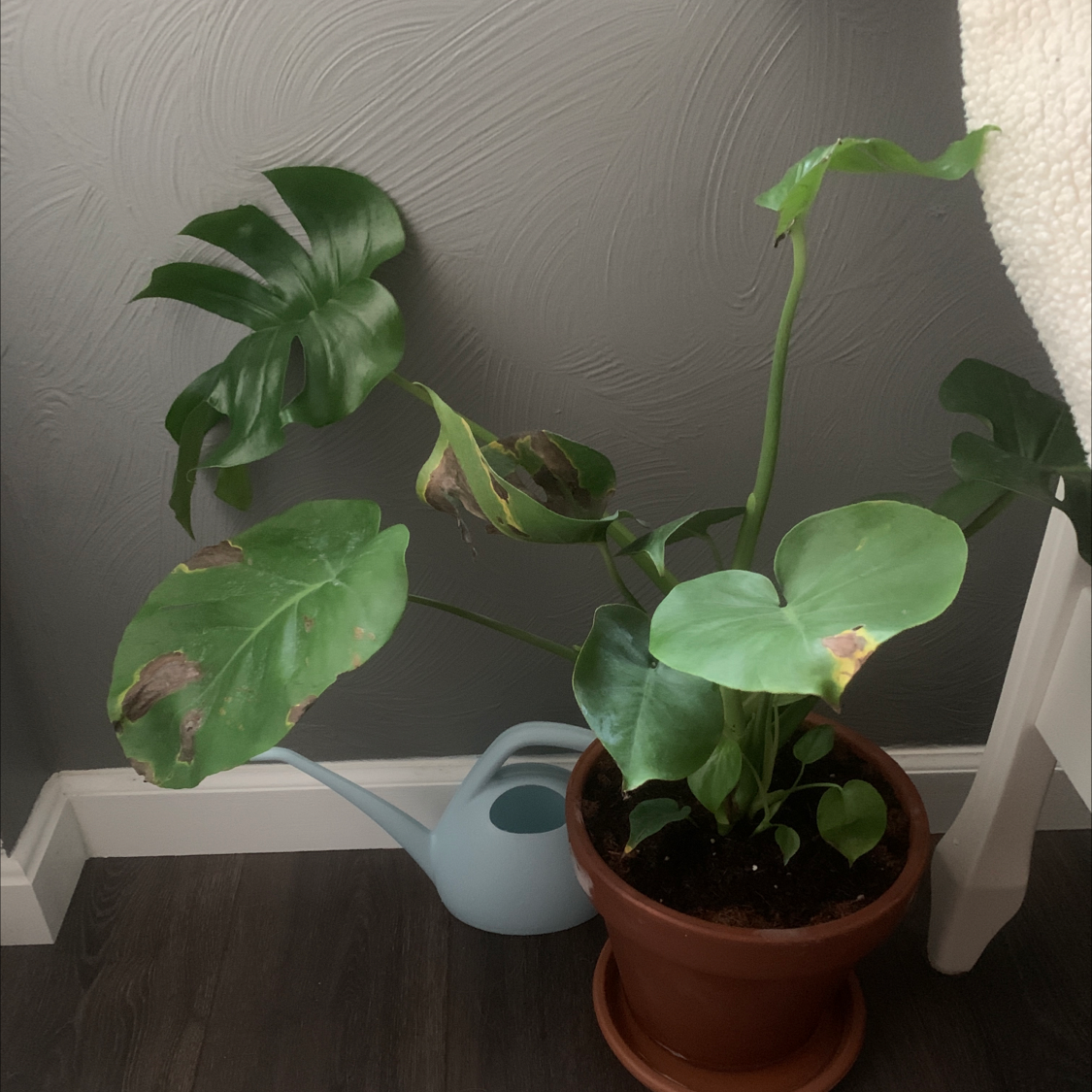 Monstera plant photo by Marena named Penelope on Greg, the plant care app.