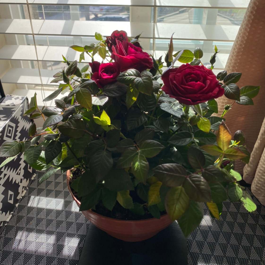 Photo of the plant species China Rose by @bellaopale named Maleficent on Greg, the plant care app