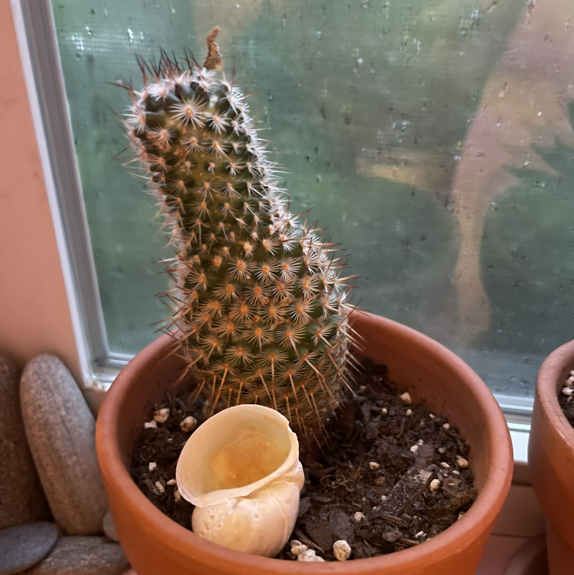 Texas Rainbow Cactus in a terracotta pot with visible soil and no flowers.