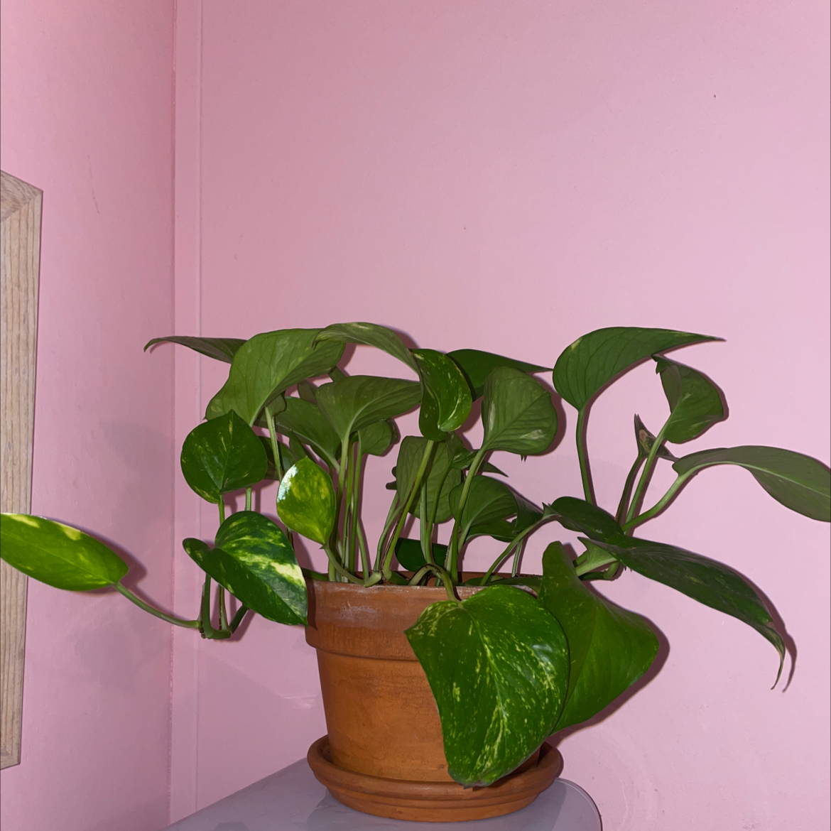 Taro Vine plant photo by @livryals named Pot the Pothos on Greg, the plant care app.