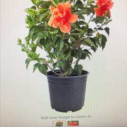 Chinese Hibiscus plant