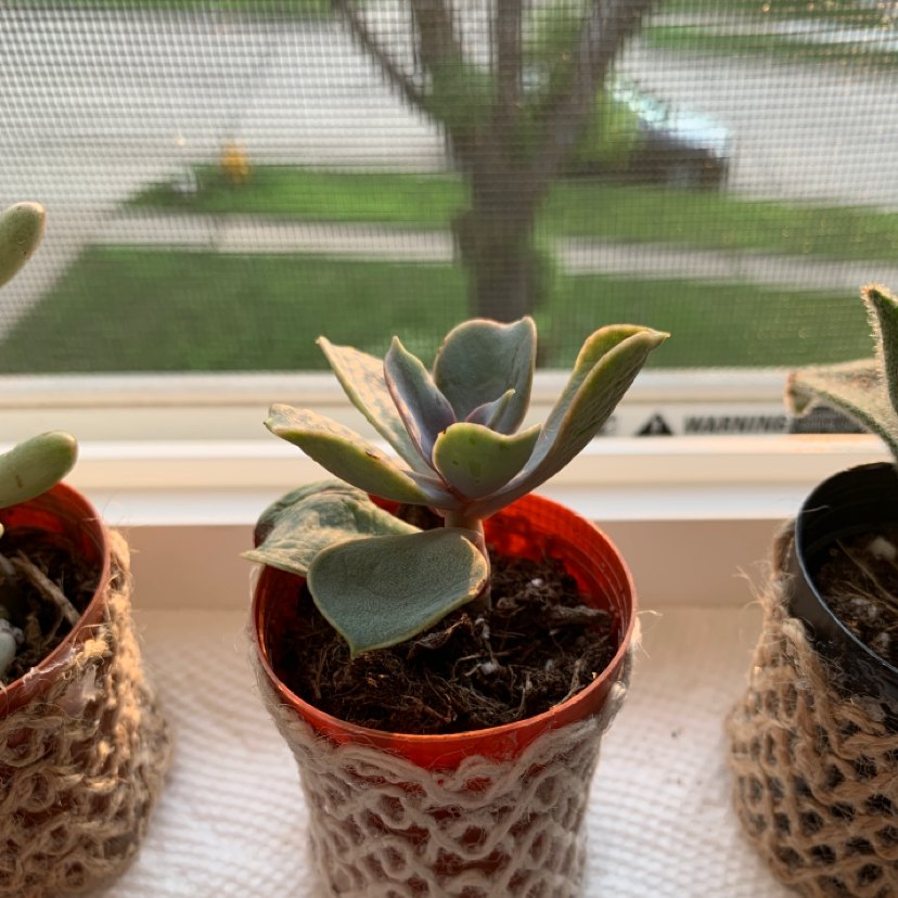 Photo of the plant species Graptopetalum 'Purple Delight' by @Chloe333 named Thana on Greg, the plant care app