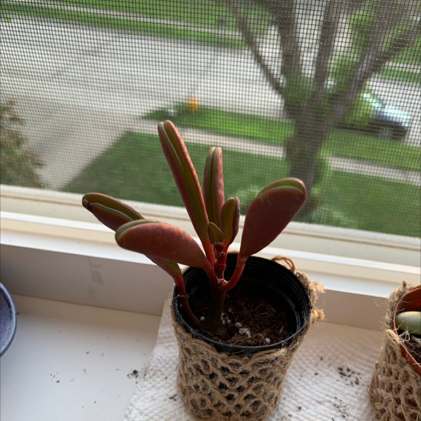 Photo of the plant species Peperomia 'Ruby Cascade' by @Chloe333 named Ryder on Greg, the plant care app