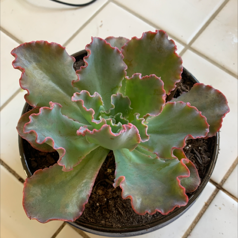 Photo of the plant species Echeveria Gibbiflora by @kaleamims named Rosa on Greg, the plant care app