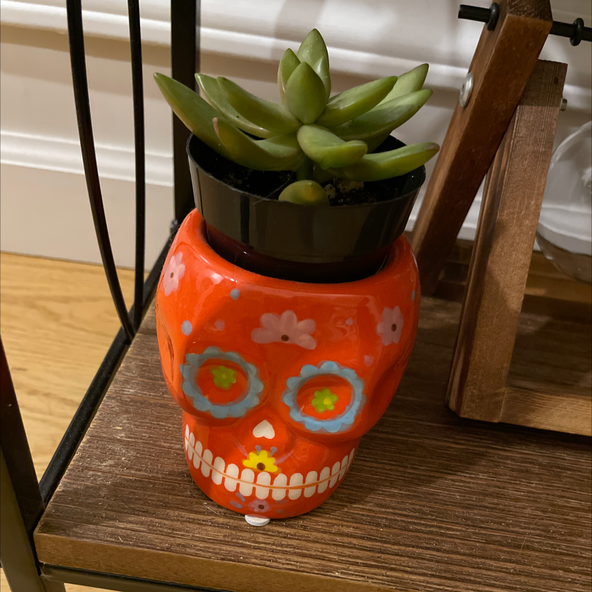 Succulent plant in a decorative skull-shaped pot on a wooden shelf.