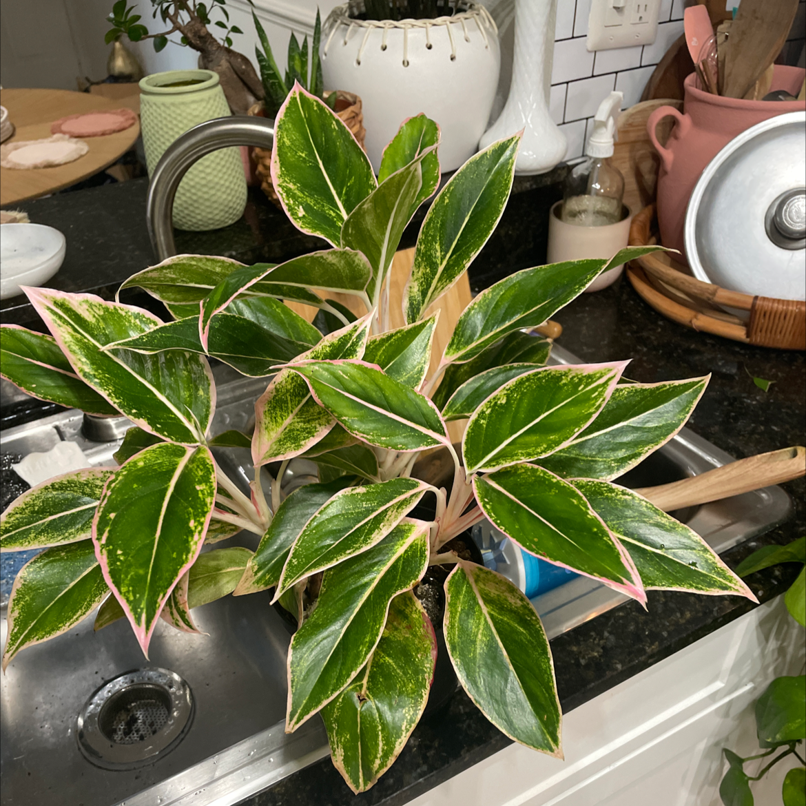 Photo of the plant species Pink Dalmatian Aglaonema by @Gina named Agloanema on Greg, the plant care app