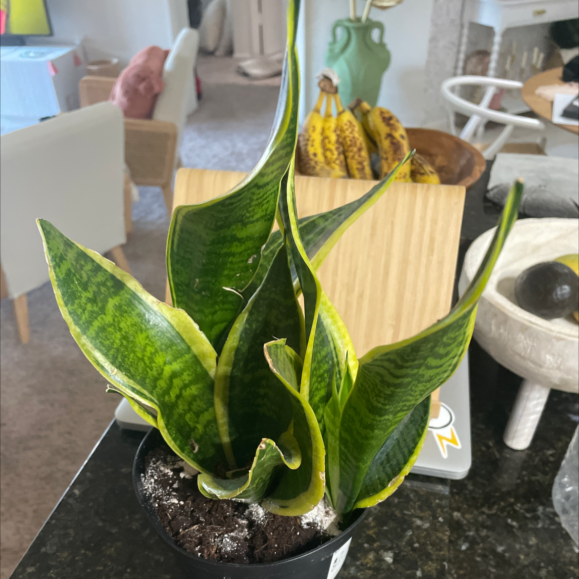 Photo of the plant species Sansevieria 'Lauren' by @Gina named Sansevieria on Greg, the plant care app