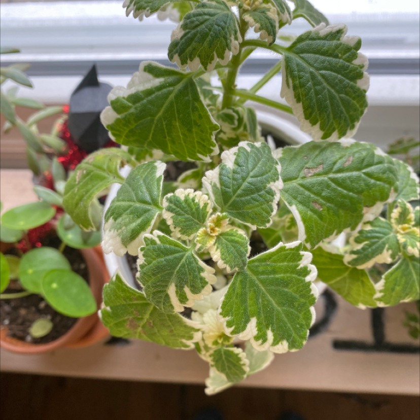 White-Edged Swedish Ivy plant photo by @pascabelly named mint on Greg, the plant care app.