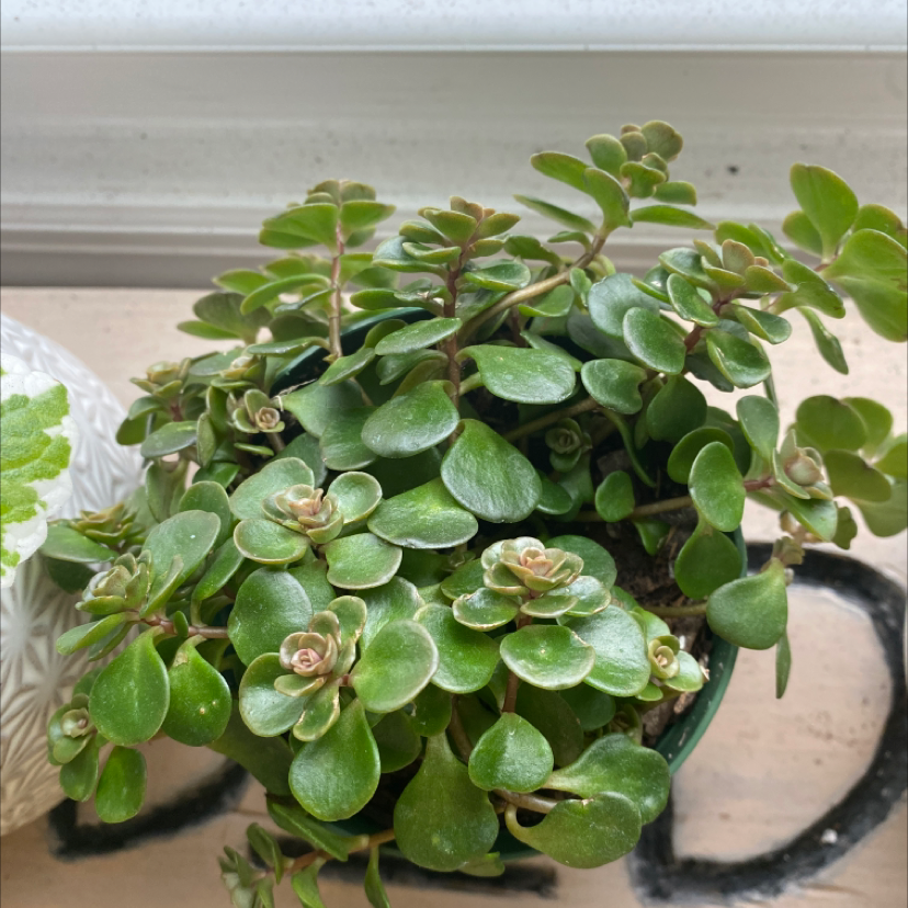 Photo of the plant species Two-Row Stonecrop by @pascabelly named flora on Greg, the plant care app