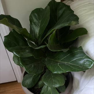 Fiddle Leaf Fig plant in Cookeville, Tennessee