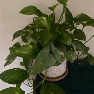 Jade Pothos plant in Cookeville, Tennessee