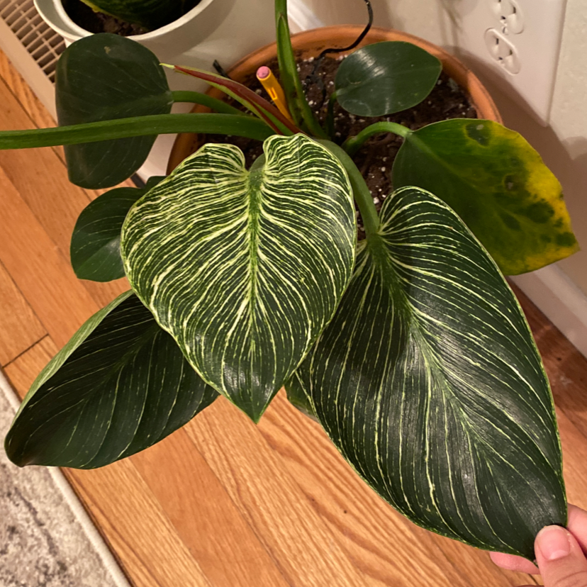 Philodendron Birkin plant photo by @pascabelly named philodendren on Greg, the plant care app.