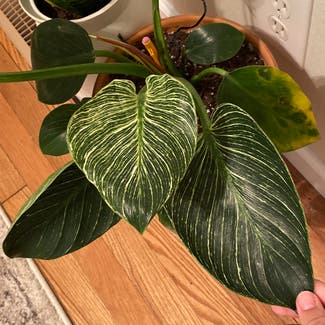 Philodendron Birkin plant in Cookeville, Tennessee
