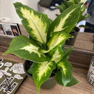 Dieffenbachia plant in Cookeville, Tennessee
