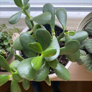 Jade plant in Cookeville, Tennessee