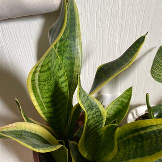 Snake Plant plant in Cookeville, Tennessee