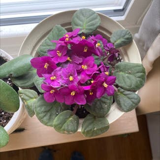 African Violet plant in Cookeville, Tennessee