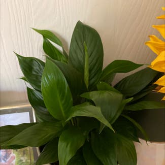 Peace Lily plant in Cookeville, Tennessee