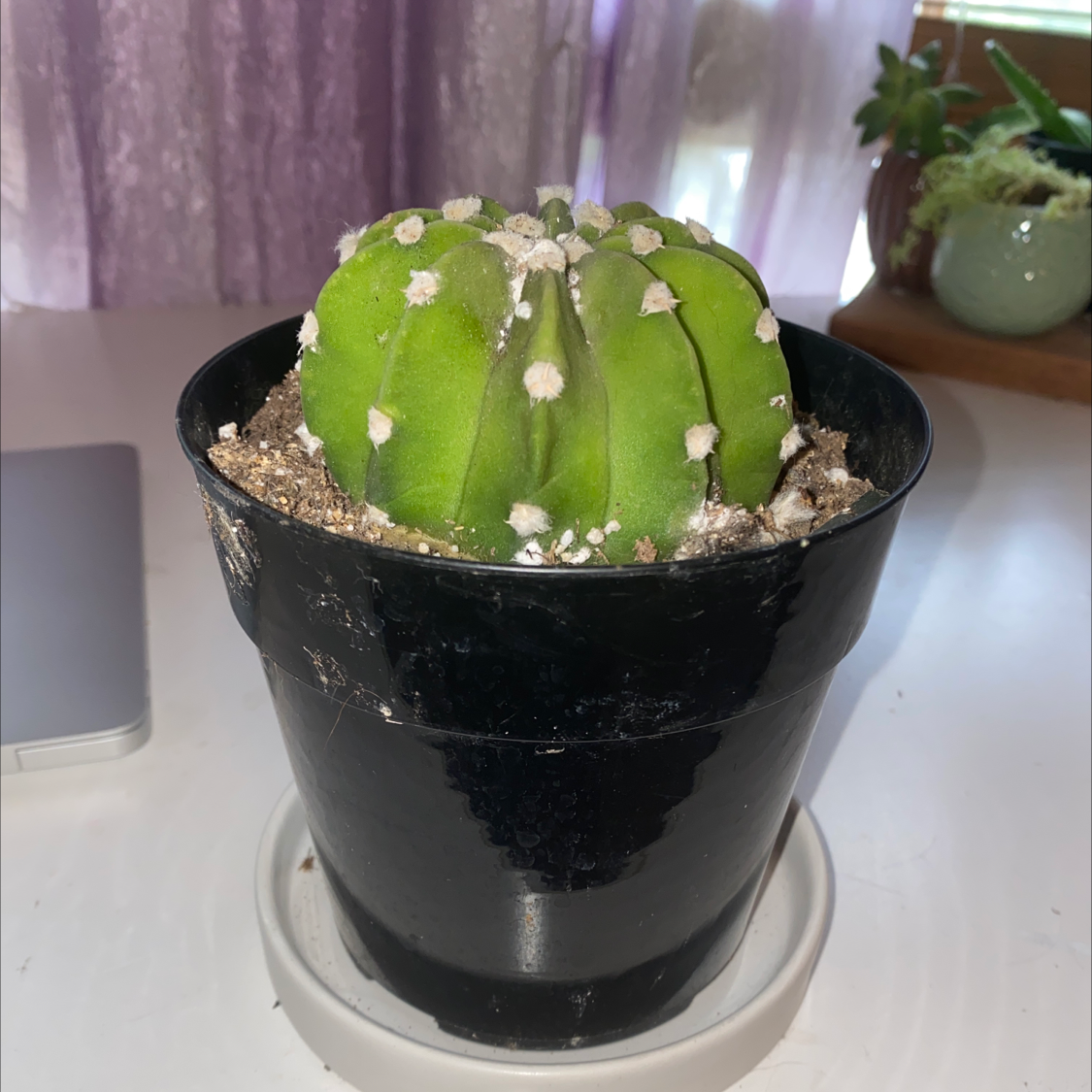 Blue Barrel Cactus in a black pot with visible soil, well-framed and in focus.