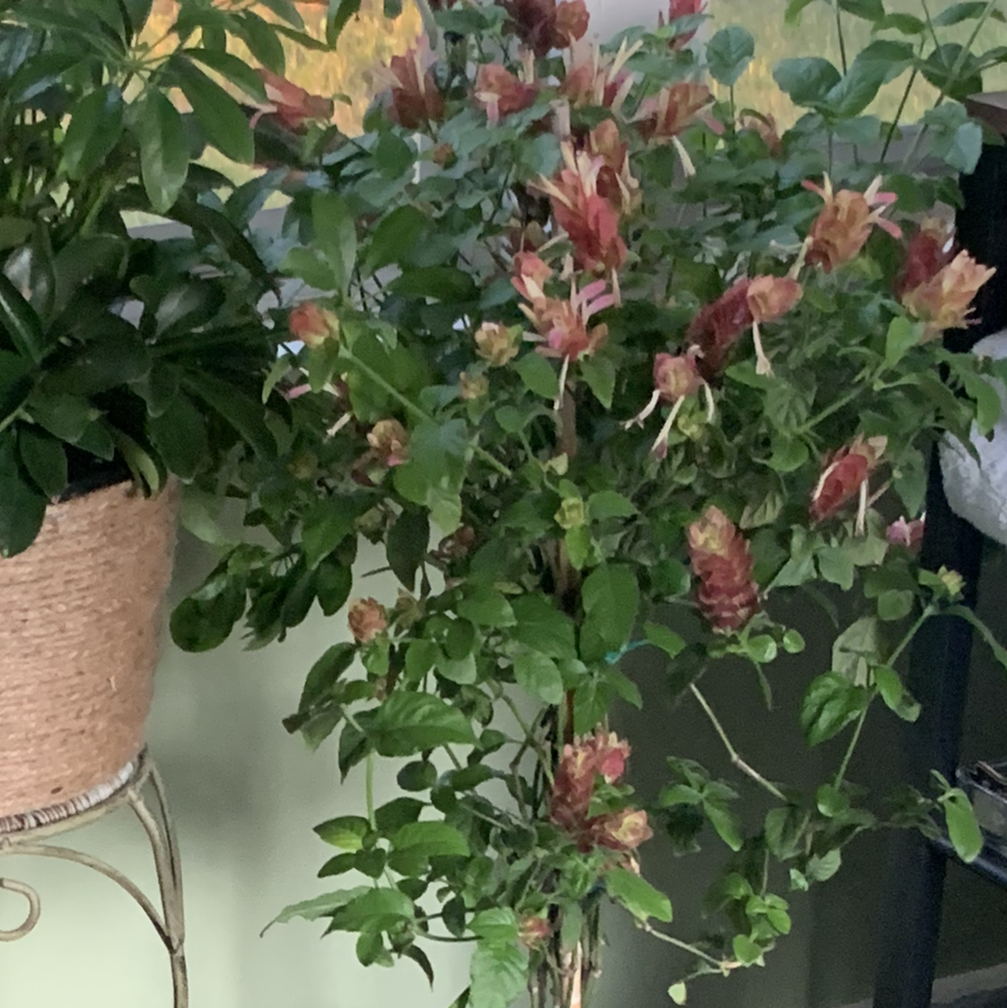 Shrimp Plant plant photo by @Plantopia named Ophelia on Greg, the plant care app.